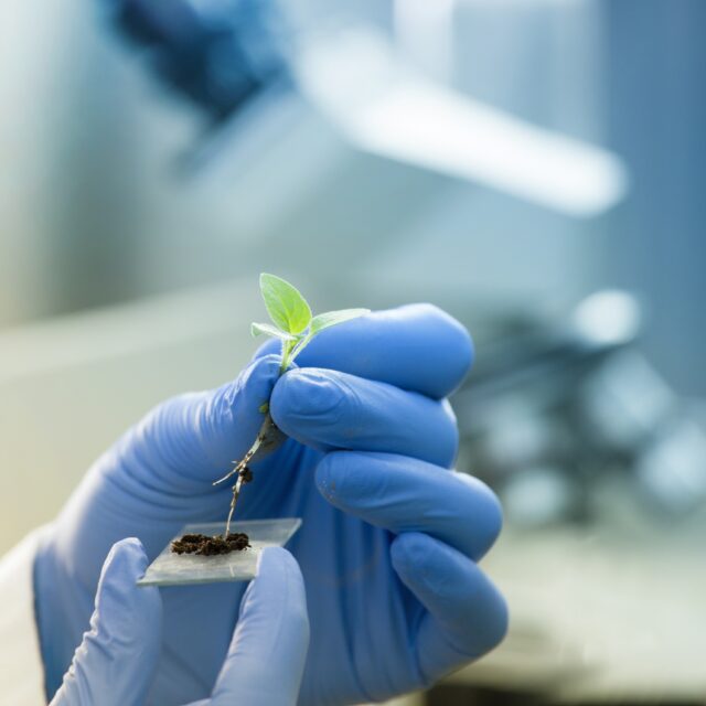 Close up of biologist's hand with protective gloves holding young plant with root above microscope glass with soil. Biotechnology, plant care and protection concept